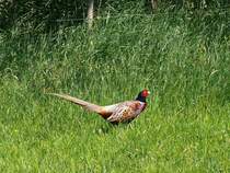 Mnnlicher Fasan (Phasianus colchicus) in freier Wildbahn auf der Insel Fhr; 03.06.2011
