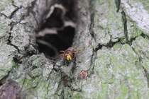 Die eine Hronisse hat inzwischen den Mut verloren, denn sie vertsckt sich schon in der Hhle. Oder sie will kein Star werden.