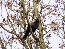 Amsel ♂️ (OLDENBURG/Deutschland, 30.04.2006)