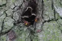 Hronissenp�rchen am Eingang zu ihrer  Wohnung , einem Apfelbaum. Gerade bestaunen sie den ungebetenen Besuch. 18.08.11.