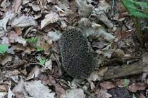 Ein Igel in Verteidigungsstellung am Abend des 07.05.11.