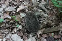 Ein Igel in Verteidigungsstellung am Abend des 07.05.11.