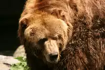 B�r im Noorder Dierenpark in Emmen NL