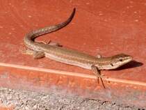 Spanische Mauereidechse auf der Terrasse (L'ESTARTIT, Provinz Girona/Spanien, 12.06.2006)