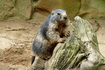 Alpenmurmeltier. Lebensraum:Waldfreie Flchen in 800 bis 3200m. Foto:Berliner Zoo; 21.08.2011
