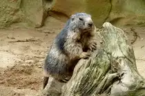 Alpenmurmeltier. Lebensraum:Waldfreie Fl�chen in 800 bis 3200m. Foto:Berliner Zoo; 21.08.2011