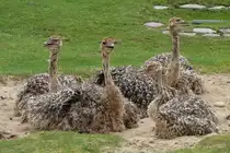 S�dafrikanischer Strau�. Wenn die Jungv�gel (geschl�pft am 12.06.2011) einmal ausgewachsen sind k�nnen sie eine Scheitelh�he bis zu 2,75m erreichen. Ihr Gewicht betr�gt dann bis zu 150kg. Auf der Flucht erreichen Strausse bis zu 70km/h. Foto:Berliner Zoo; 21.08.2011