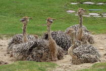 Sdafrikanischer Strau. Wenn die Jungvgel (geschlpft am 12.06.2011) einmal ausgewachsen sind knnen sie eine Scheitelhhe bis zu 2,75m erreichen. Ihr Gewicht betrgt dann bis zu 150kg. Auf der Flucht erreichen Strausse bis zu 70km/h. Foto:Berliner Zoo; 21.08.2011