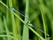 Zwei Libellen auf den Gr�sern am Gartenteich. (13.05.2011)