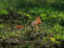 Dieses Eichh�rnchen konnte ich am 09.04.2011 am Gemmenicher Weg in Aachen beim fressen beobachten.