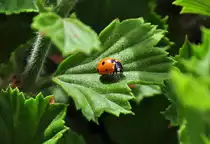 Marienk�fer auf Blattlaussuche - 04.08.2011
