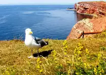 Silberm�we (HELGOLAND, Kreis Pinneberg/Deutschland, 13.07.2006)
