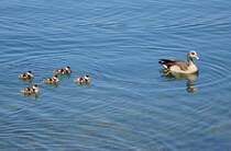 Nilgans mit Kken auf dem Zlpicher See - 29.05.2011