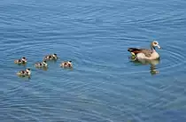 Nilgans mit K�ken auf dem Z�lpicher See - 29.05.2011