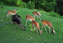 Ein Rudel Rehe auf der Weide beim Schlo Zeil - Leutkirch 16.07.2011