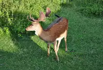 Hirsch auf der Rotwildweide am Schlo� Zeil bei Leutkirch - 16.07.2011