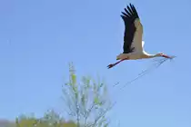 Wei�storch �ber dem Tierpark (RHEINE, Kreis Steinfurt/Deutschland, 11.04.2011)