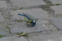 Blaumeise im Ortsteil Bentlage (RHEINE, Kreis Steinfurt/Deutschland, 11.04.2011)