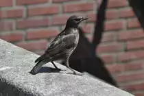 einj�hriger Star im sp�ten Jugendkleid, mitten in der Stadt (AMSTERDAM, Provinz Noord-Holland/Niederlande, 30.05.2011) -- Dank an Gilbert Angermann f�r den Hinweis