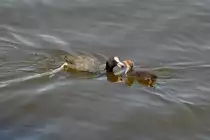 Bl�sshuhn mit Jungvogel auf der Alster (HAMBURG/Deutschland, 03.06.2011)