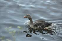 Graugans auf der Alster (HAMBURG/Deutschland, 03.06.2011)