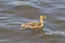 Graugans-Jungvogel auf der Alster (HAMBURG/Deutschland, 03.06.2011)