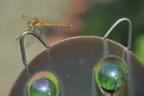 junges M�nnchen der Blutroten Heidelibelle im Garten (RHEINE, Kreis Steinfurt/Deutschland, 17.08.2011)