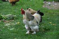 Hahn (mir unbekannte Art) im Park Oude Plantsoen (DEVENTER, Provinz Overijssel/Niederlande, 19.08.2011)
