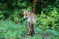 Ein Fuchs sonnte sich am Wegesrand unterhalb vom La Dole. Etwas skeptisch zog er aber dann davon.