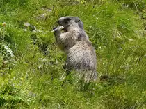 Alpenmurmeltier (Marmota marmota) in freier Wildbahn; auf der Kaiser-Franz-Josefs-H�he haben Touris dem Murmeltier eine Banane spendiert; 27.07.2011
