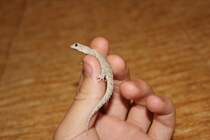 Eine der Eidechsen in Larnaca, Zypern
28. August 2011