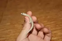 Eine der Eidechsen in Larnaca, Zypern
28. August 2011