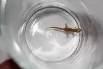 Eine der Eidechsen in Larnaca, Zypern
28. August 2011