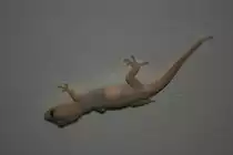 Ein Asiatischer Hausgecko (Hemidactylus frenatus) auf Insektenjagt im Ari-Atoll auf den Malediven.