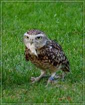 Hhleneule (Athene cunicularia). 03.09.2011