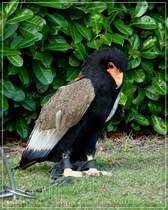 Gaukler (Terathopius ecaudatus). 03.09.2011