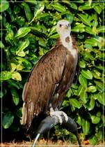 Kappengeier (Necrosyrtes monachus). 03.09.2011