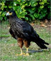 Falklandkarakara (Phalcoboenus australis).03.09.2011