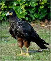 Falklandkarakara (Phalcoboenus australis).03.09.2011