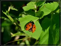 Ein Marienk�fer breitet seine Fl�gel aus. 01.09.2011