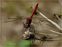 Landung einer Libelle auf einer vertrockneten Bl�te. 03.09.2011