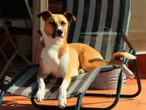 Alles im Blick, mein Hund Jannis liegt zwar d�send auf einer Liege auf der Terrasse und genie�t die Sonne, schaut aber bei jedem ungew�hnlichen Ger�usch nach dem rechten. (03.09.2011)