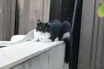 Eine der Katzen im Hotel (Palm Beach Hotel | Zypern)