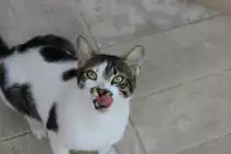 Eine der Katzen im Hotel (Palm Beach Hotel | Zypern)