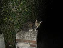 Eine Hauskatze Nachts im Lehrte auf einen Stein, am 08.09.2011 um 0:37 Uhr