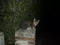 Eine Hauskatze Nachts im Lehrte auf einen Stein, am 08.09.2011 um 0:37 Uhr