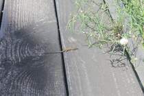 Eine kleine Eidechse flchtet im Hp Mannheim Rbf vor dem Fotografen in Richtung Gebsch.