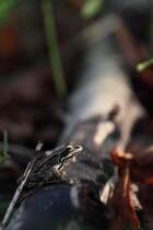 Am 17.09.11 geniet ein Grasfrosch die letzten Sonnenstrahlen des Abends. Aufgenommen an der Isar nahe Moosburg.