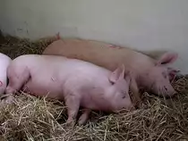  Saum�de  sind diese beiden auf der int. Schweineausstellung in Ried;110908