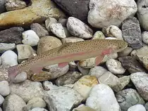 Regenbogenforelle (Oncorhynchus mykiss) wartet im glasklaren Gew�sser der Breitsach auf Nahrung;110908